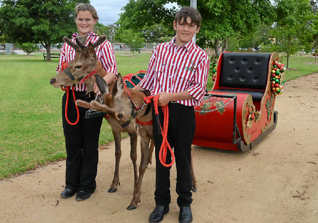 SLEIGHING AROUND: Georgia and Connor Reimers had a run through in Leslie Park with reindeers Radar and Jake ahead of today’s Christmas parade. SLEIGHING AROUND: Georgia and Connor Reimers had a run through in Leslie Park with reindeers Radar and Jake ahead of today’s Christmas parade.